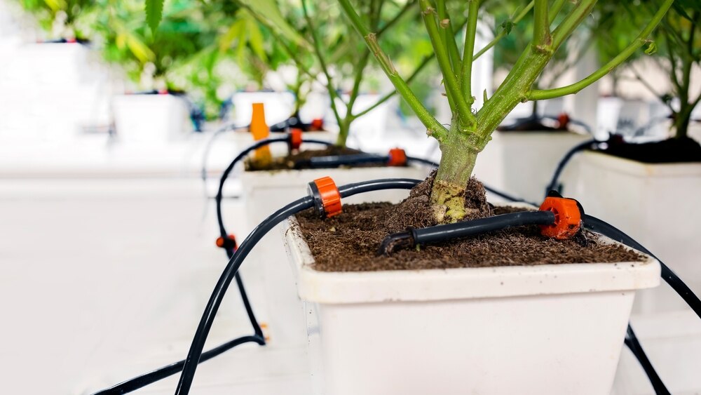 commercial grow operation irrigation